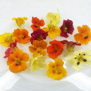 Nasturtium edible flowers in assorted yellow, orange, red, and cream blooms