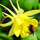 GOLDEN COLUMBINE - Yellow Queen - Aquilegia chrysantha - 200 seeds - RARE Flower - perennial flower