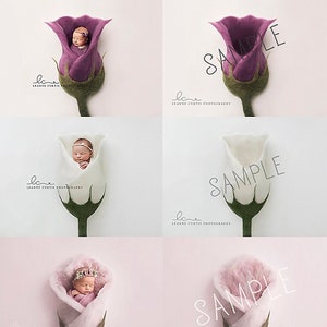 Newborn floral photography backdrop set, pink and white rose and tulip design