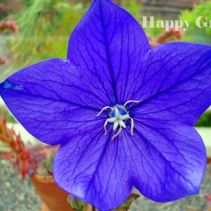 BALLOON FLOWER ASTRA Mix - 300 seeds - bellflower Platycodon - Perennial - Alpines - Flower