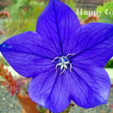 BALLOON FLOWER ASTRA Mix - 300 seeds - bellflower Platycodon - Perennial - Alpines - Flower