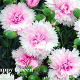 200 seeds - Dianthus plumarius - Sonata double - biennial cut flowers