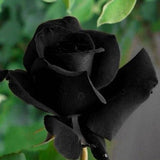 Black rose halfeti seeds - 20 seeds - code 001