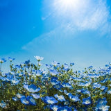 Baby Blue Eyes - 1000 seeds - Nemophila menziesii insignis - Annual Flower