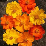 250 SEEDS - COSMOS orange yellow - Cosmos sulpherus - annual meadow flower