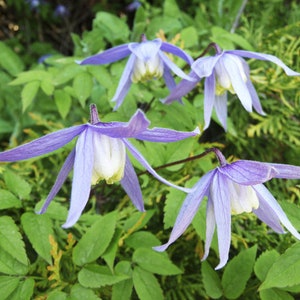 Clematis Species Varieties: alpina, montana rubens, tangutica, vitalba Seed Blue Pink Yellow Flower Fluffy Seed Hardy Climber Pollinators