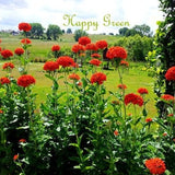 1110 SEEDS - Maltese Cross - Lychnis chalcedonica - red perennial flower