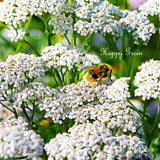 3000 seeds - YARROW SUMMER WHITE - Achillea Millefolium - Perennial flower