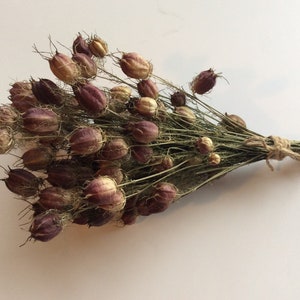 Dried nigella pod bouquet with burgundy pods on thin stems