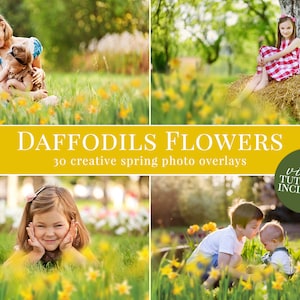 Spring daffodils photo overlay pack with flower-themed spring scenes for Photoshop