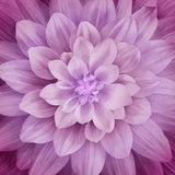 Magenta Dream Big Fabric Panel / Magenta Flower Quilt Panel / Hoffman Dream Big  43