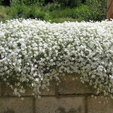 200 Pcs Snow In Summer Flower Seeds- Cerastium Tomentosum-prolific spreading  drought tolerant flowers--FL377