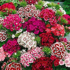 100 Pcs  Sweet William Flower Seeds-Single Mix Perennial for sun or semi sun- DIANTHUS BARBATUS / (FL104)