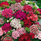 100 Pcs  Sweet William Flower Seeds-Single Mix Perennial for sun or semi sun- DIANTHUS BARBATUS / (FL104)