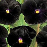 30 Pcs  Black Pansy Flower Seeds- Black Clear Crystals Viola Pansy Flower- Black Devil Pansy- VIOLA WITTROCKIANA / (FL126)