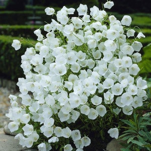 100+ White Bell Tussock Flower Seeds- Campanula Carpatica---B119