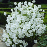 100+ White Bell Tussock Flower Seeds- Campanula Carpatica---B119