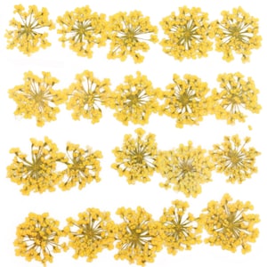 Yellow Queen Anne's lace pressed flowers, small floral pieces set of 20