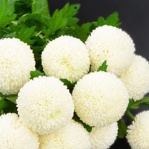 100+ Beautiful Blossom White Snowball Flower Seeds-Chrysanthemum Tanacetum Parthenium.------B134