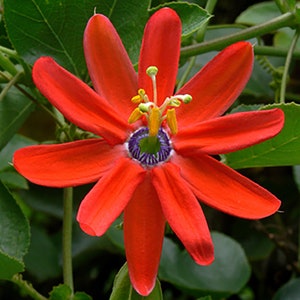 Passiflora Manicata 5 Seeds - Red Passion Flower Red Passion Fruit