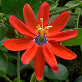Passiflora Manicata 5 Seeds - Red Passion Flower Red Passion Fruit