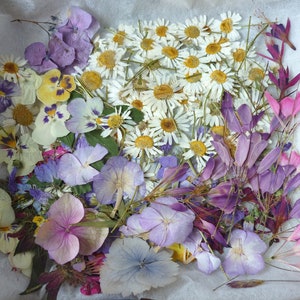 Pressed dried flowers for resin craft: purple petals, white daisies, scattered stems