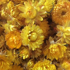 Dried strawflower heads in gold yellow, clustered round daisy-like blossoms