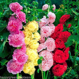 Hollyhock - CHATERS DOUBLE TRIUMPH Mix - 100 seeds - Althaea rosea - Annual Flower