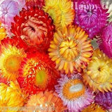 STRAWFLOWER MIX - 1200 SEEDS - Helichrysum bracteatum -
