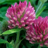 1000+  Organic Red Clover heirloom Seeds-Non GMO- Trifolim Pratense-B160
