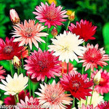 IMMORTELLE - DOUBLE MIX - 400 seeds - Xeranthemum Annuum - Everlasting Flower