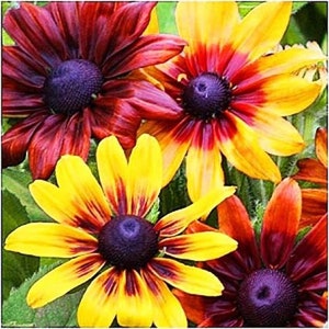 GOLDEN CONEFLOWER Mix - 1000 SEEDS - Rustic Dwarf - Rudbeckia Hirta nana - Perennial Flower