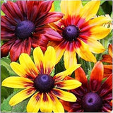 GOLDEN CONEFLOWER Mix - 1000 SEEDS - Rustic Dwarf - Rudbeckia Hirta nana - Perennial Flower