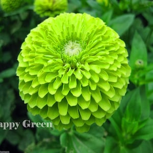 ZINNIA DAHLIA Lime Green - ENVY - 360 Seeds - Zinnia elegans dahliaflowered - Annual flower