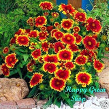 BLANKETFLOWER DWARF BICOLOR - 300 seeds - Gaillardia aristata - Perennial Flower