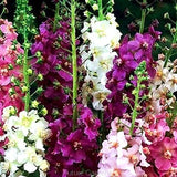 3000 seeds - TEMPTRESS FLOWER mix - verbascum phoeniceum - wildflower perennial