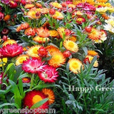 STRAWFLOWER DWARF - Tom Thumb Mixed - 800 seeds - Helichrysum bracteatum - Flower