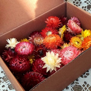 Multicolor dried strawflower heads in a cardboard box, for wedding confetti