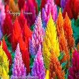 PLUMED COCKSCOMB TALL mix - 900 seeds - Celosia argentea plumosa - flower