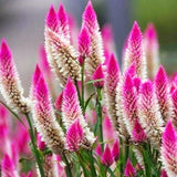 Wheat Celosia Purple Flamingo Feather - 250 seeds - Celosia spicata - Flower