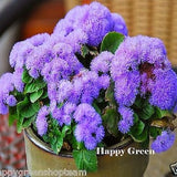FLOSS FLOWER DWARF - 2000 seeds - Blue Mink - Ageratum houstonianum - Annual