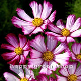 300 seeds - COSMOS PICOTEE SENSATION - Cosmos bipinnatus - Annual meadow flower - white pink flower