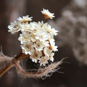 Dried white star flower bundle with fine stems and twine for vase or crafts