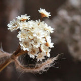 dried  star flowers_14Ó  dried flowers arrangement_ flowers for vase_craft supplies_  DIY flowers materials for  candle_soap_resin jewelery