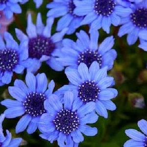 50+ Blue Felicia Daisy Flower Seeds-Felicia Heterophylla- Felicia Blue Daisy Flower-Forever Blue Flower-B483