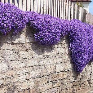 600 SEEDS - Rock Cress Cascade Mix - Aubrieta cultorum hybrida - Rockery flower