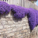 600 SEEDS - Rock Cress Cascade Mix - Aubrieta cultorum hybrida - Rockery flower