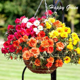 Moss Rose DOUBLE MIX - 3500 seeds - Portulaca Grandiflora - Annual Flower