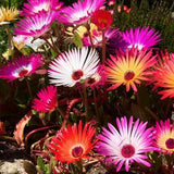 100+  Mixed Livingstone Daisy Flower Seeds-- Bokbaaivygie Plant Mix-Dorotheanthus Bellidiformis- Brilliant Perennial!- B411