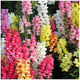 200 Seeds-Snapdragon Tetra Mix  Flower Seeds- Attractive Annual-ANTIRRHINUM MAJUS-pv106